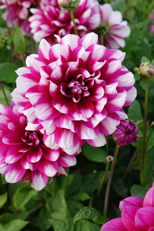 Dahlia Patches