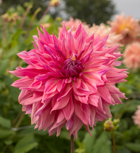 Dahlia Penhill Dark Monarch