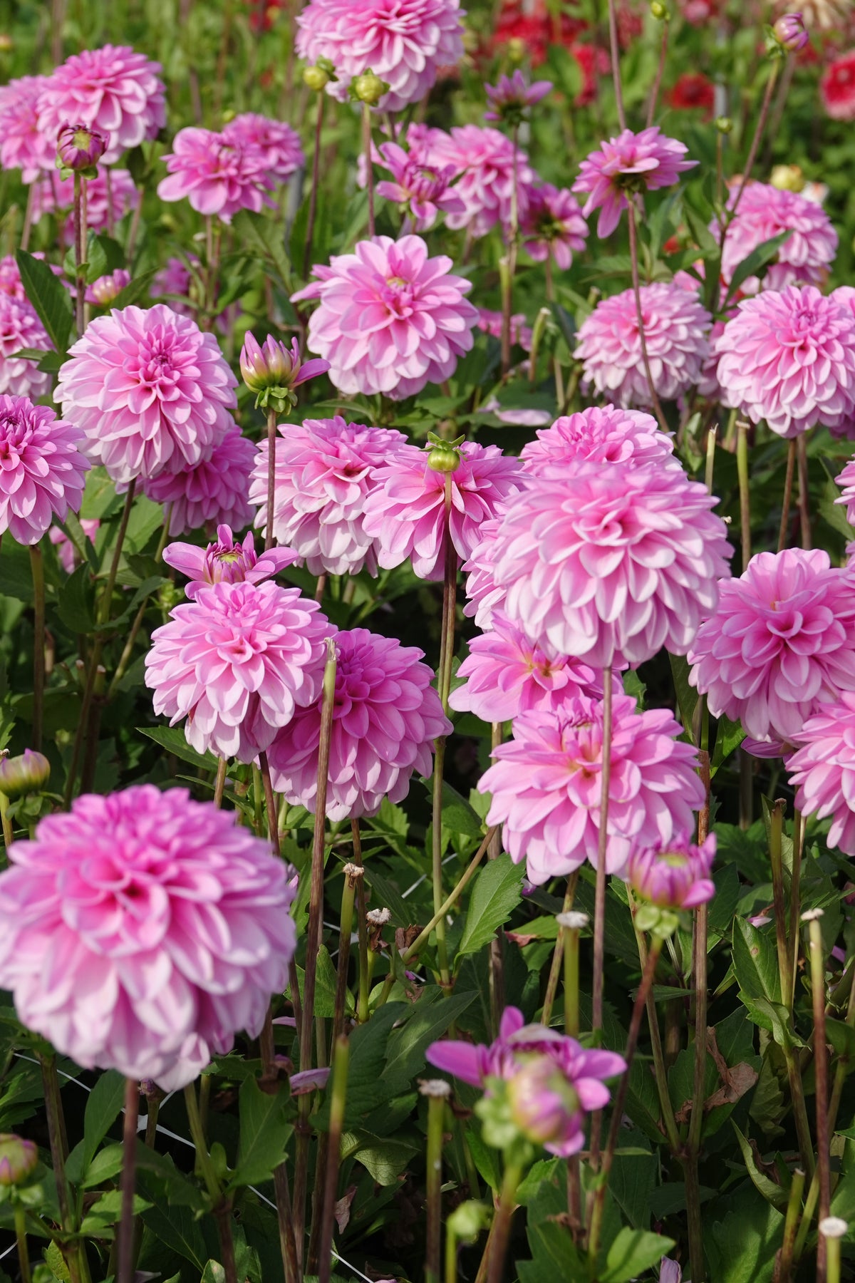 Dahlia Pink Pop