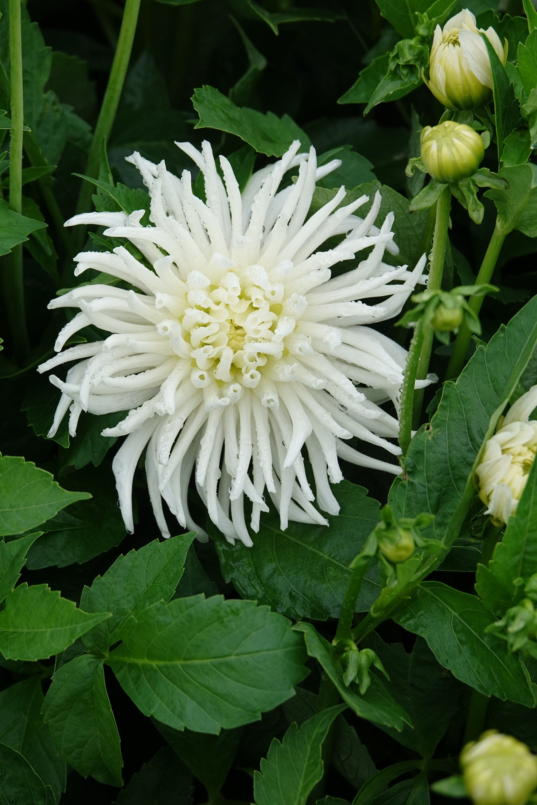 Dahlia Playa Blanca