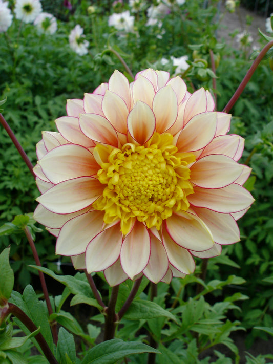 Dahlia Polka