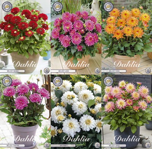 Collection Pots of Passion