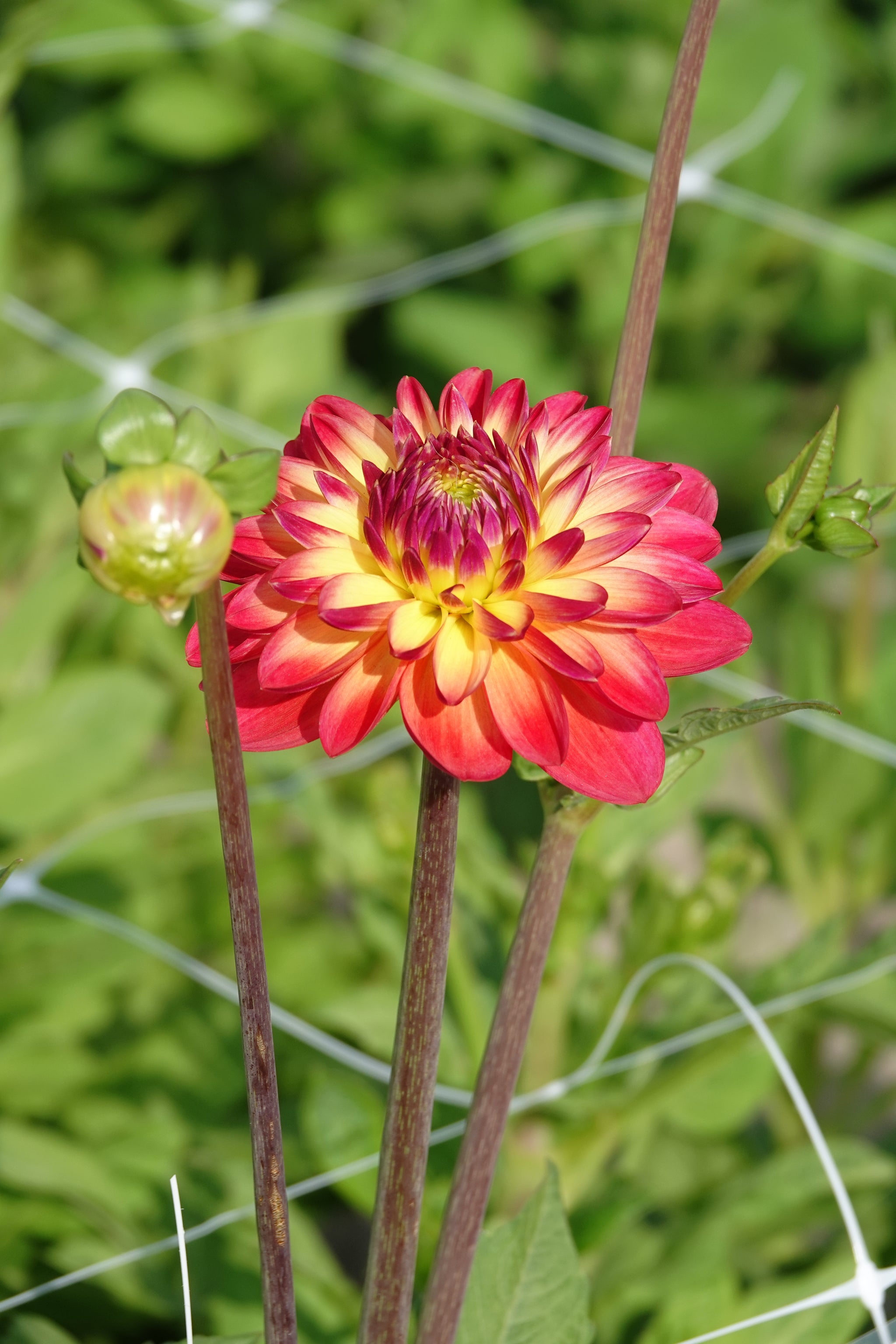 Dahlia Princess Erika