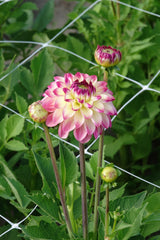 Dahlia Pure Happiness