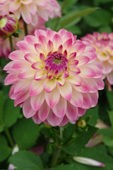 Dahlia Pure Happiness