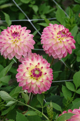 Dahlia Pure Happiness