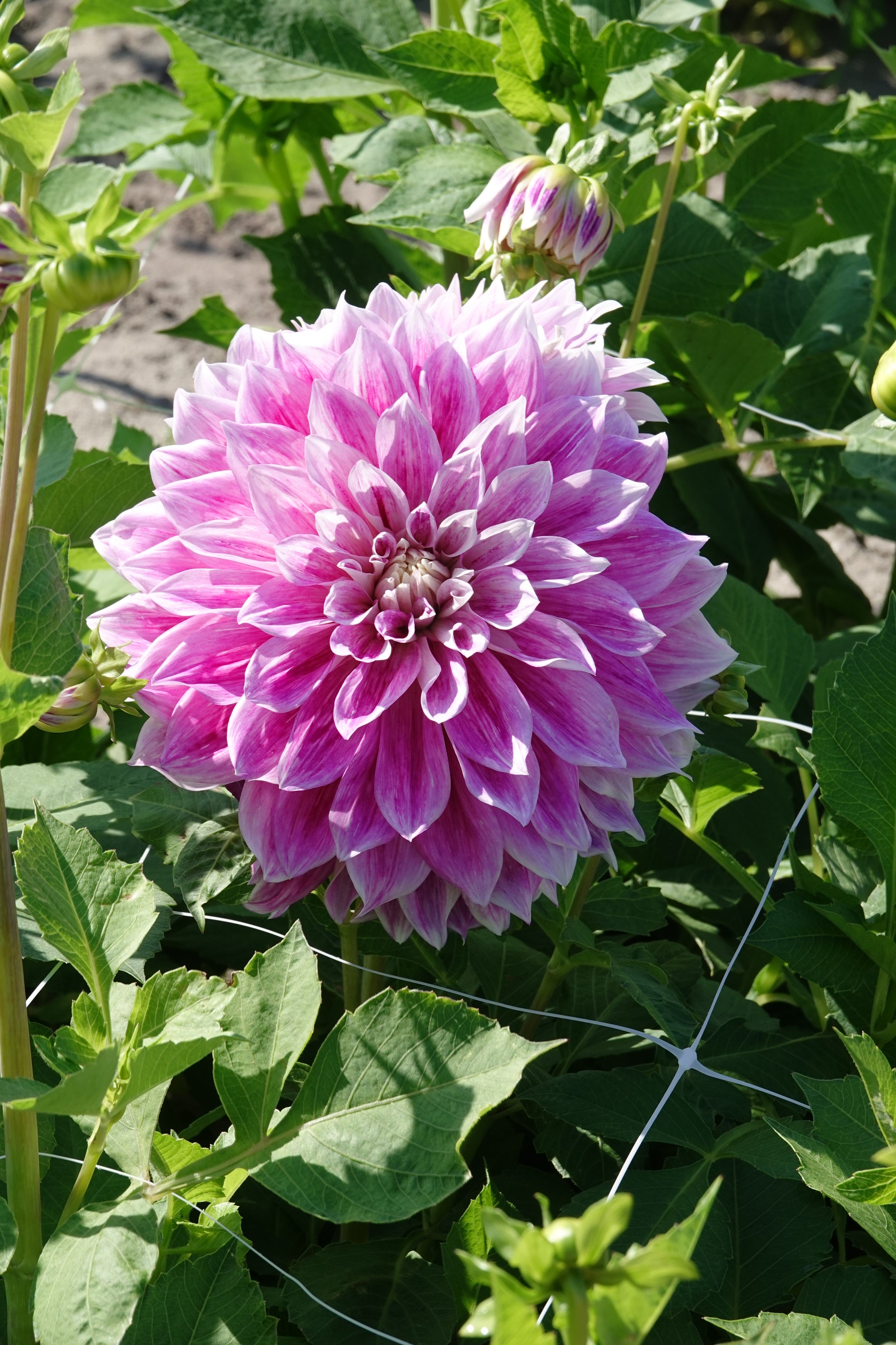 Dahlia Purple Explosion