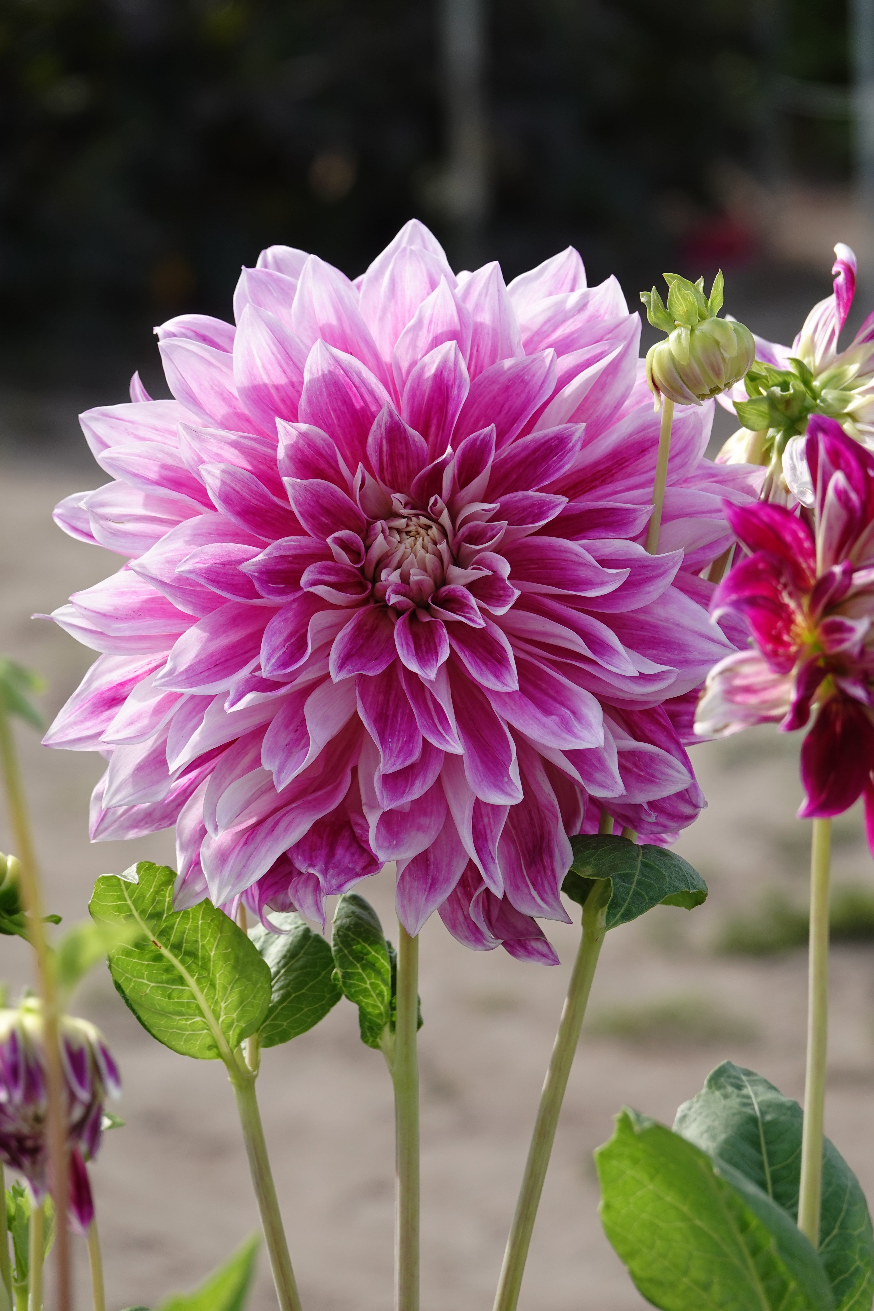 Dahlia Purple Explosion