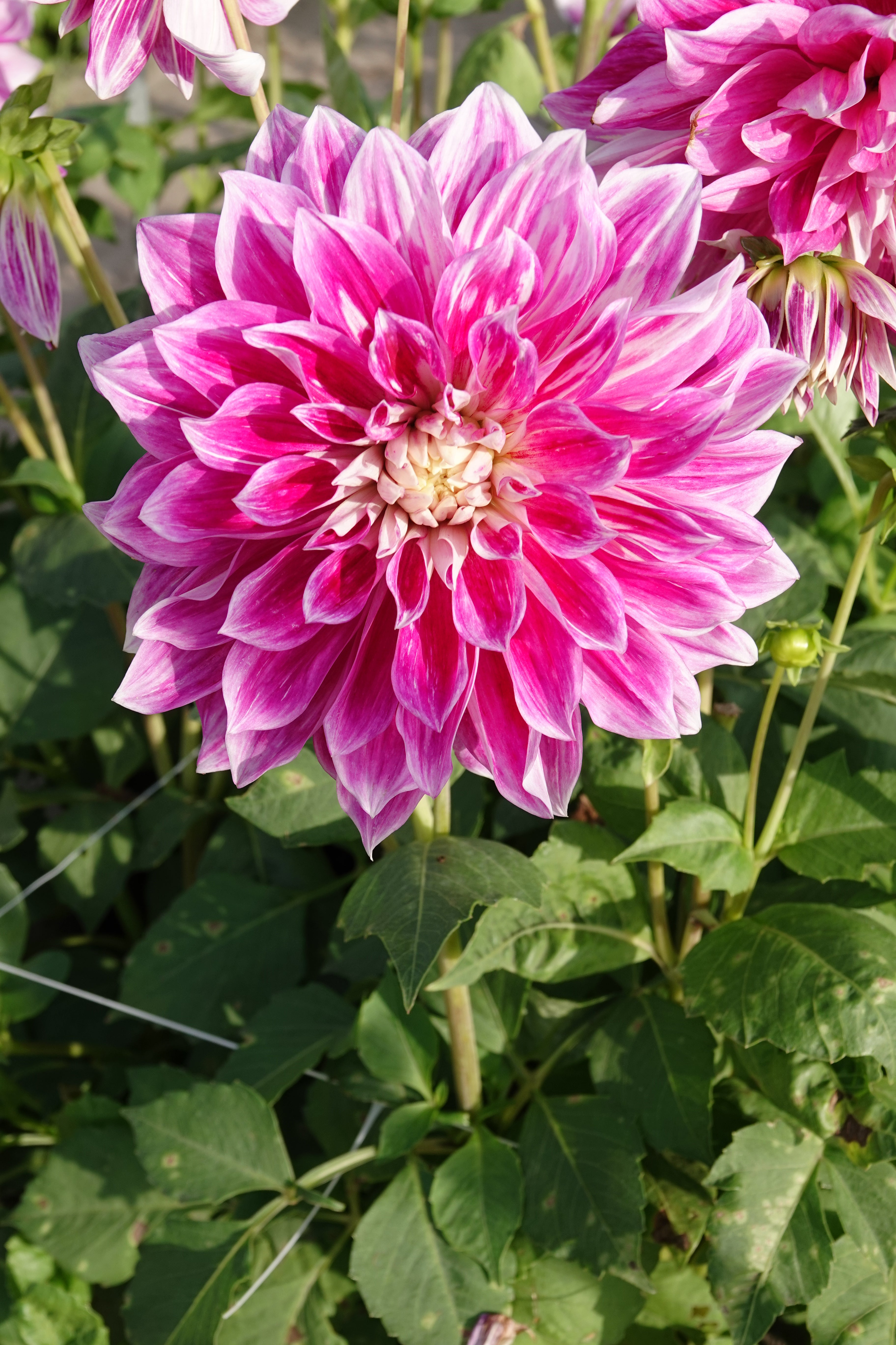 Dahlia Purple Explosion