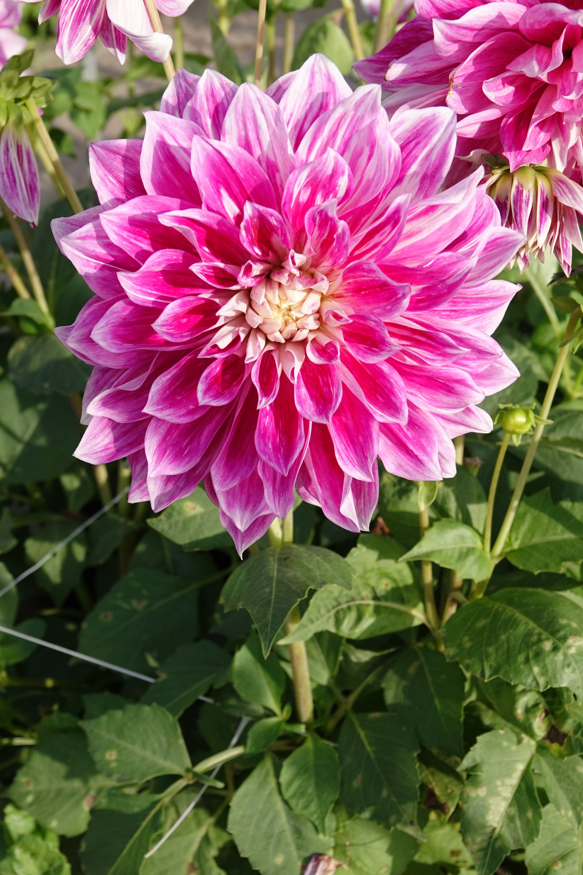 Dahlia Purple Explosion