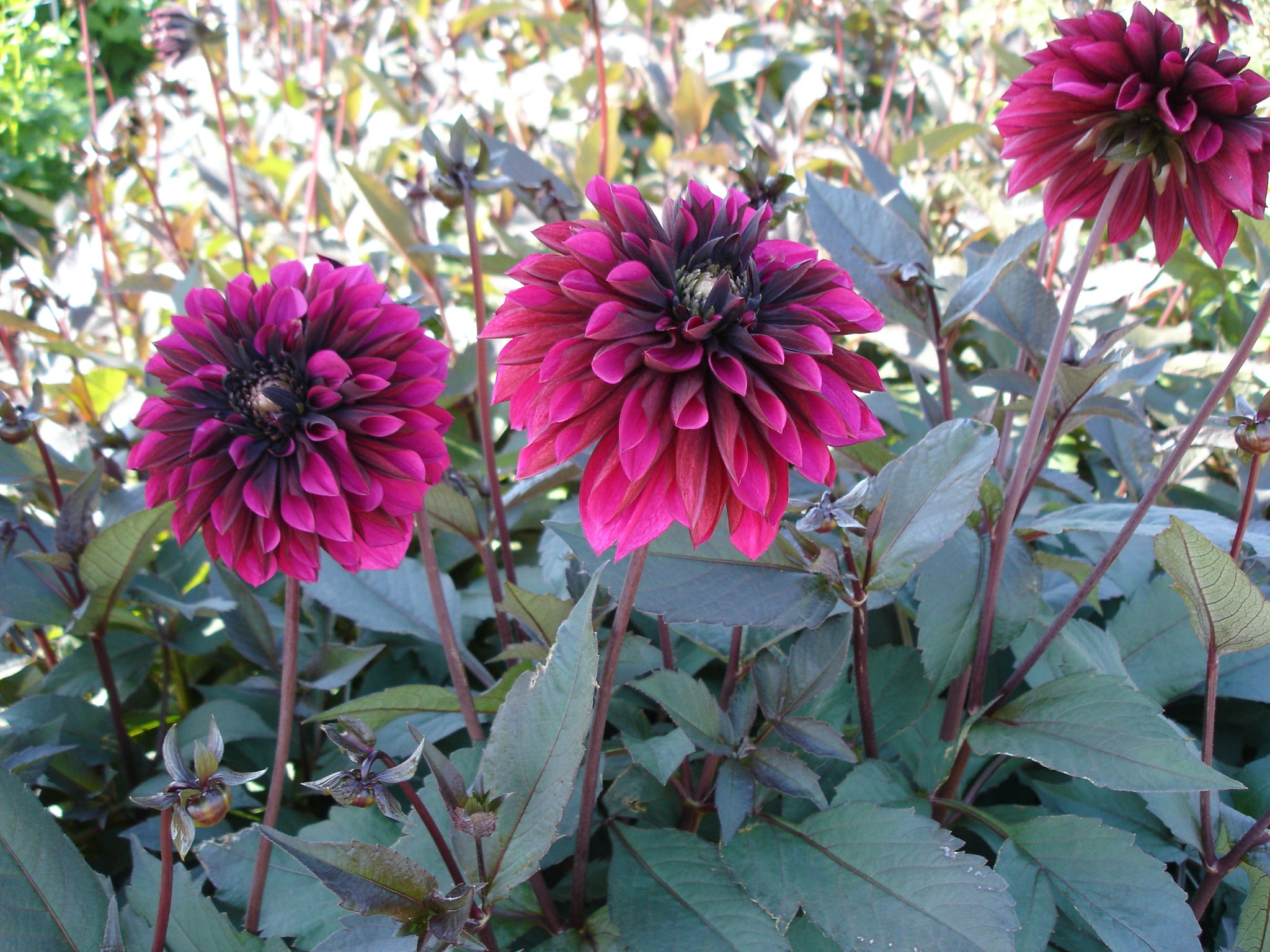 Dahlia Purple Haze