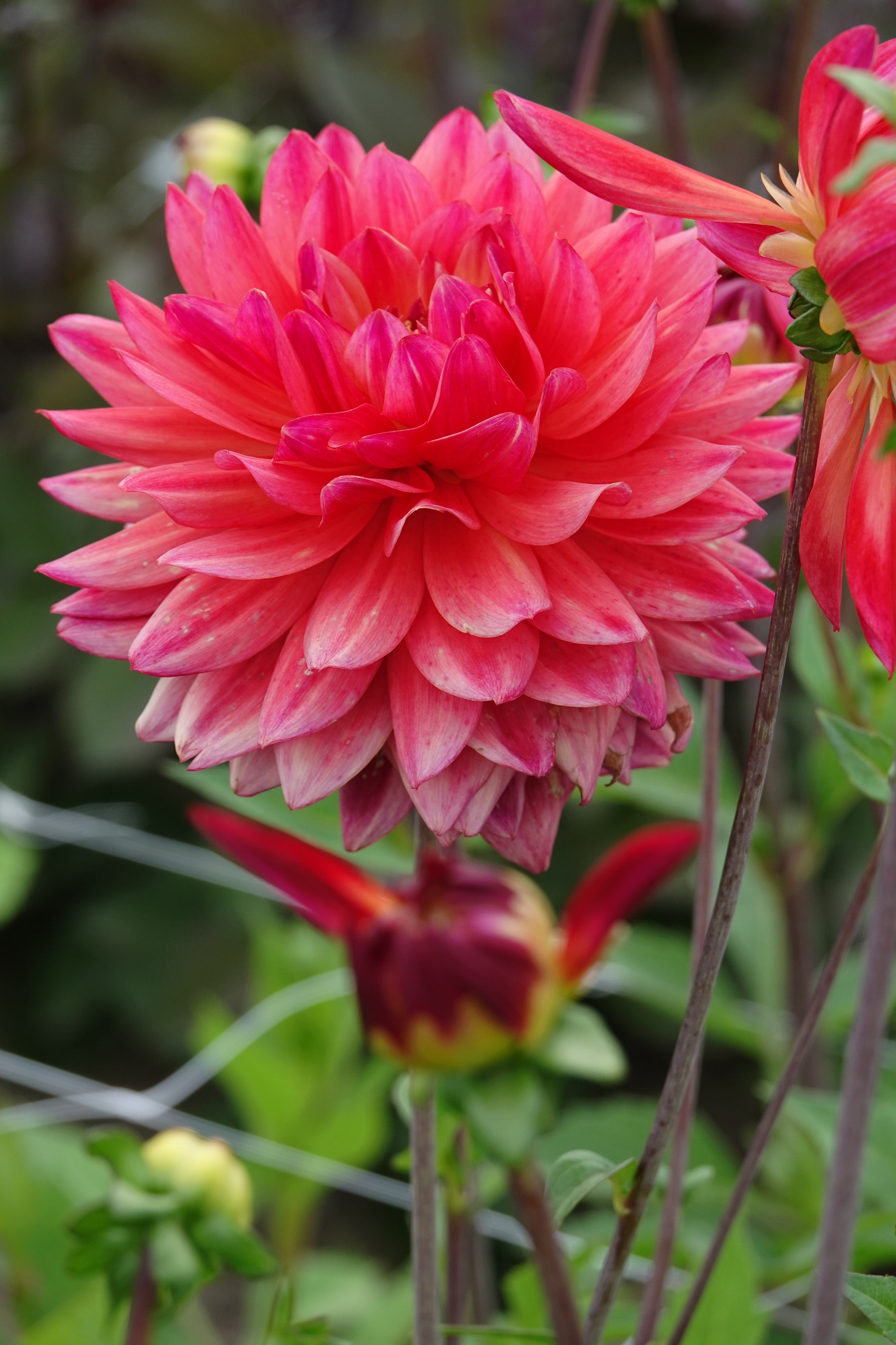 Dahlia Rainbow Silence
