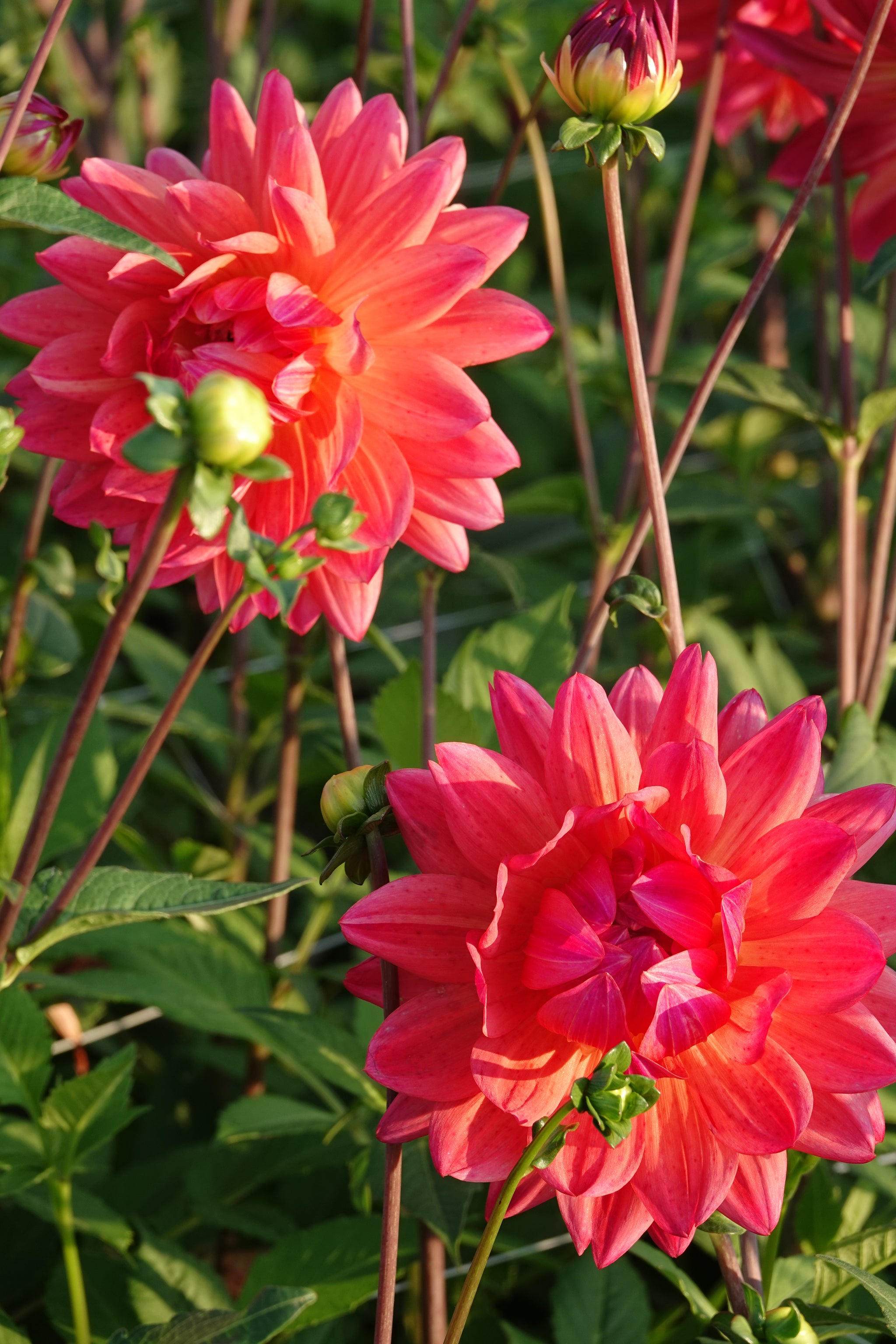 Dahlia Rainbow Silence