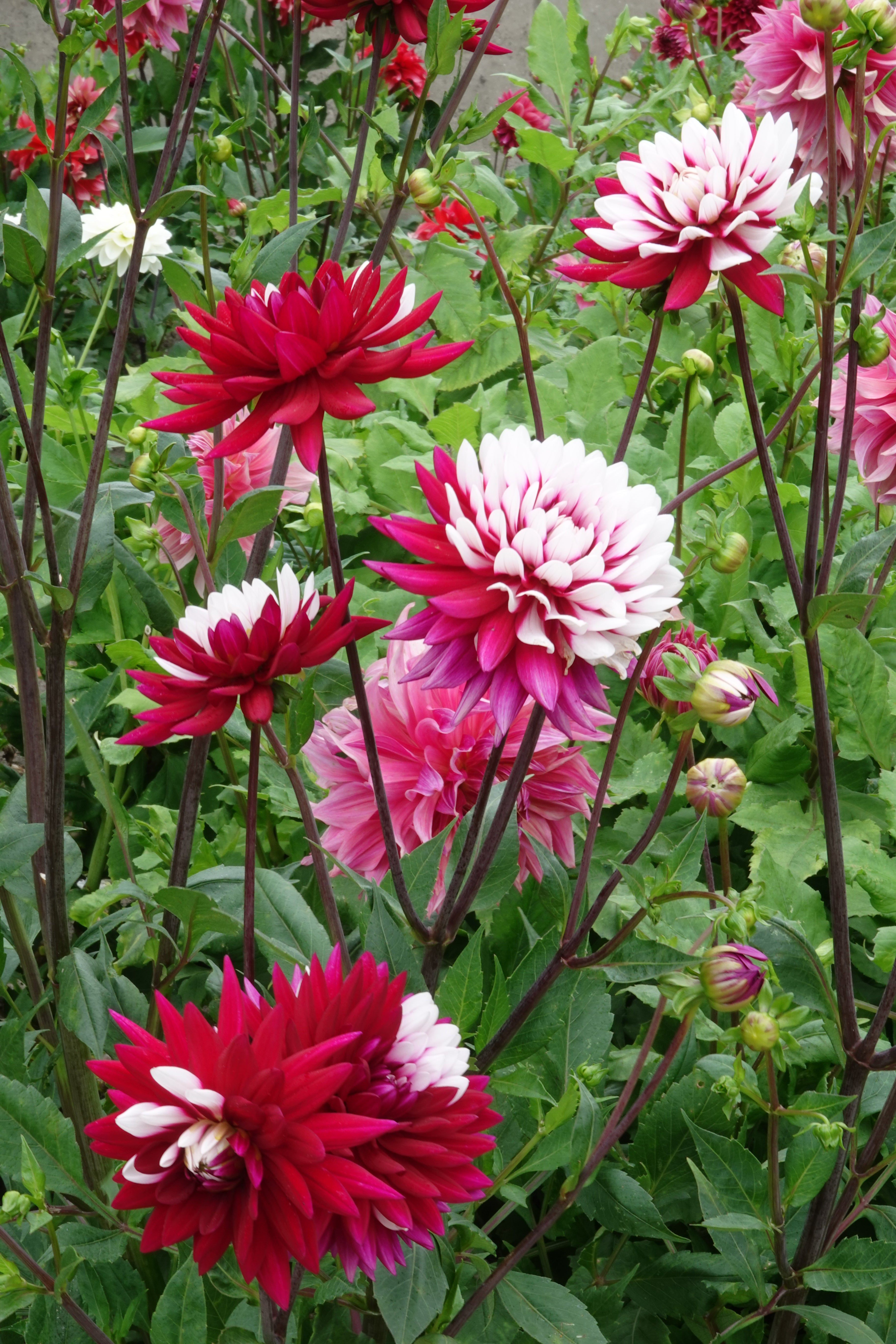 Dahlia Rebeccas World