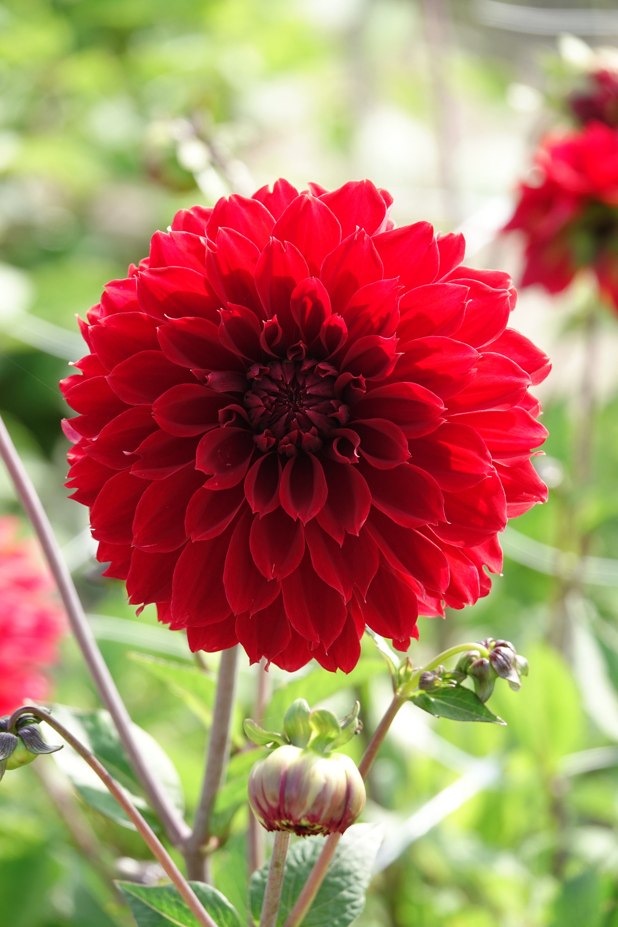 Dahlia Red Fubuki
