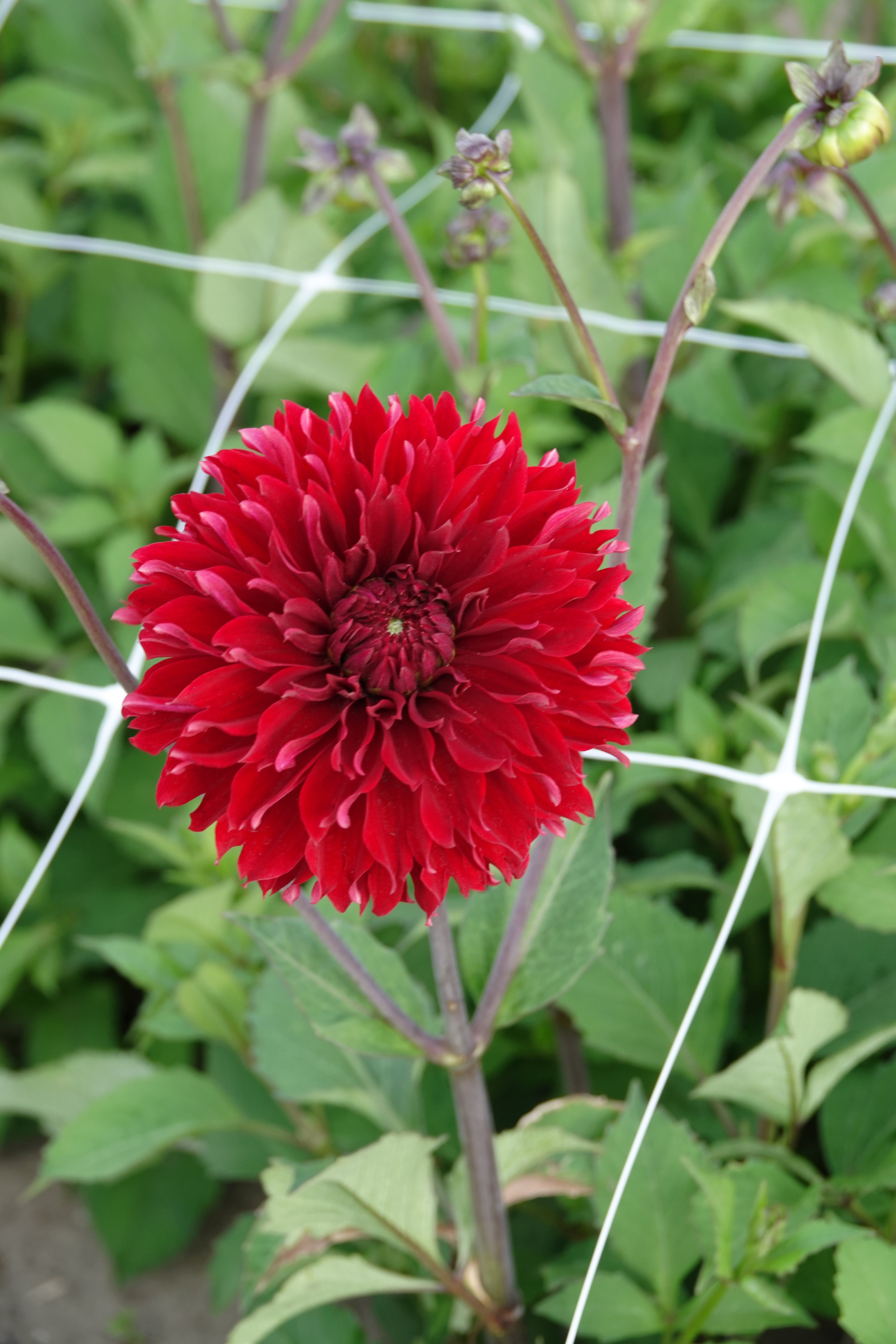 Dahlia Red Fubuki