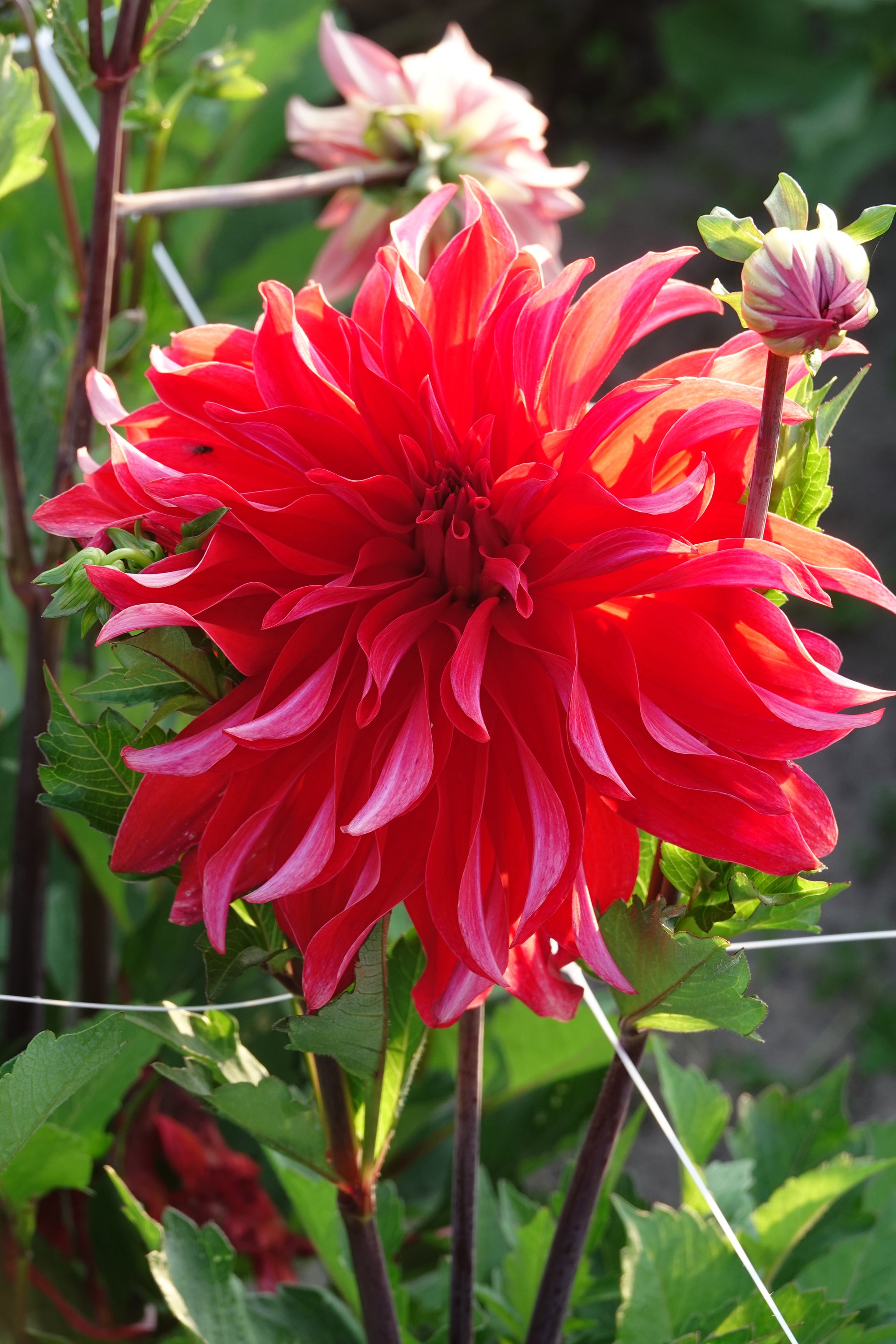 Dahlia Red Labyrinth