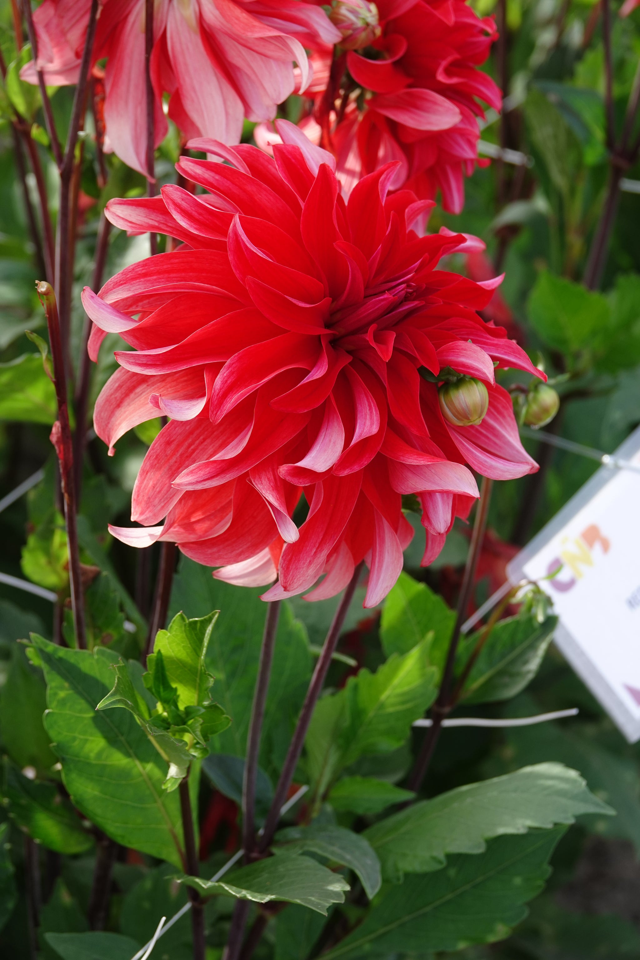 Dahlia Red Labyrinth