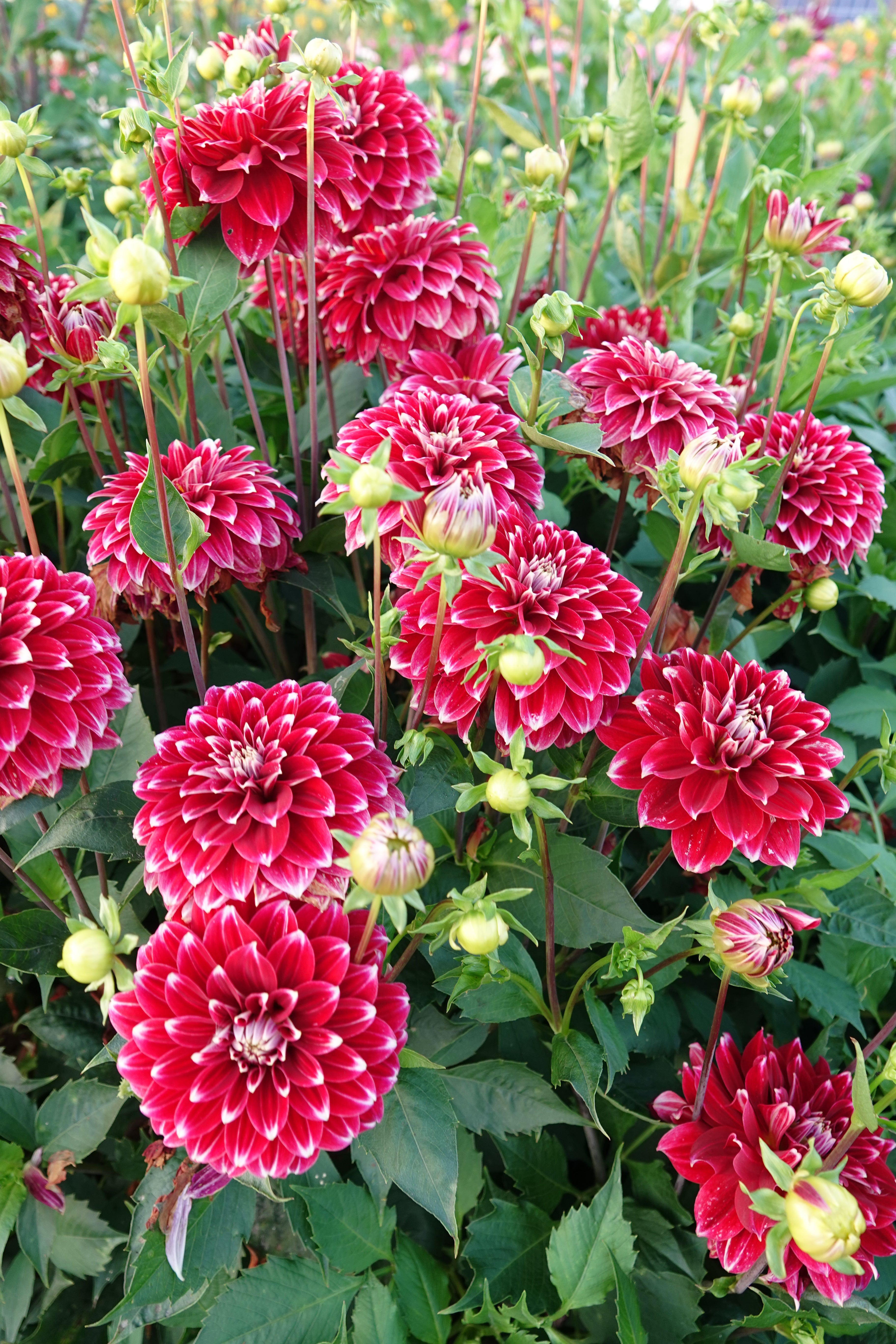 Dahlia Red Rock
