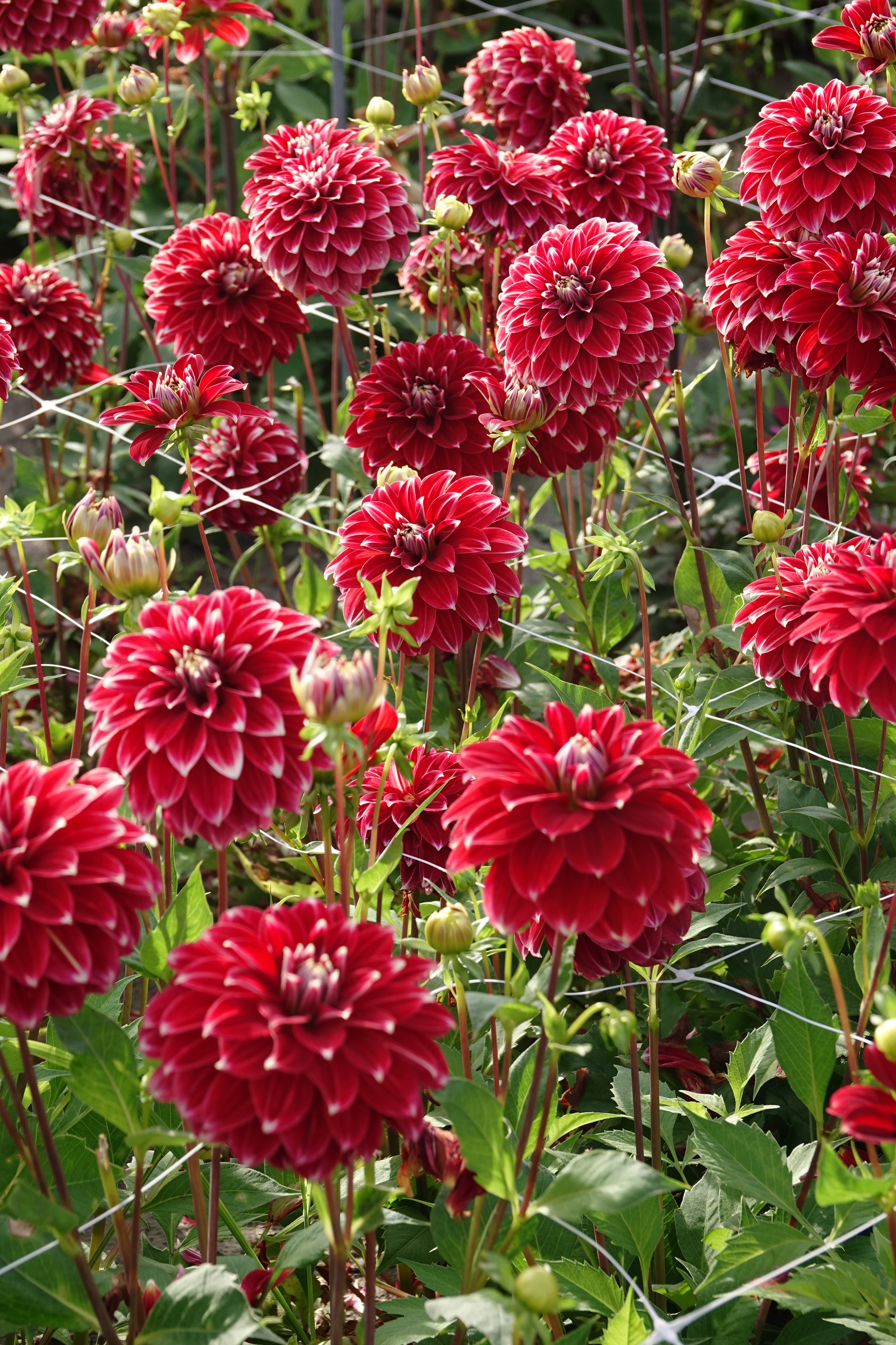 Dahlia Red Rock