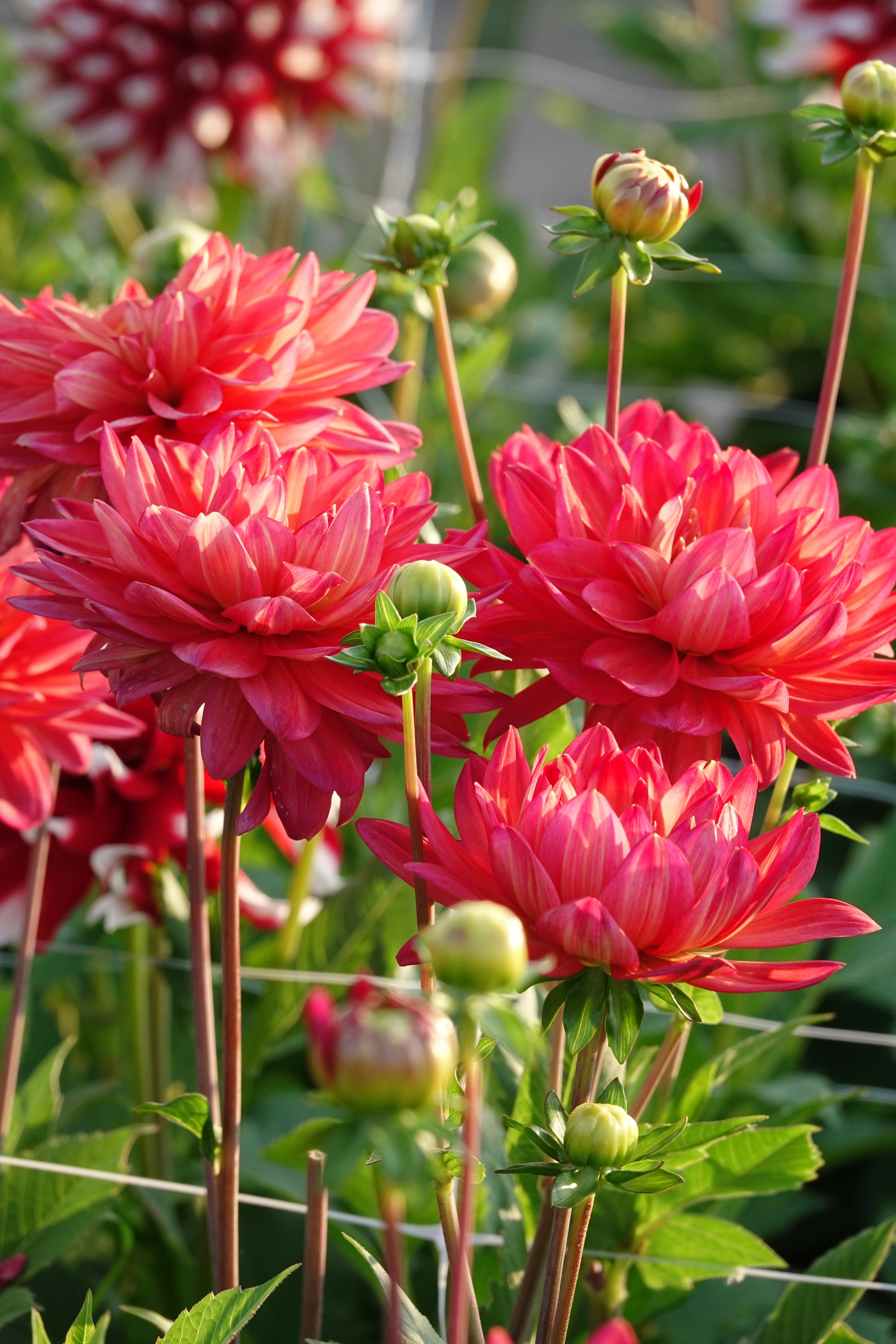 Dahlia Red Silence