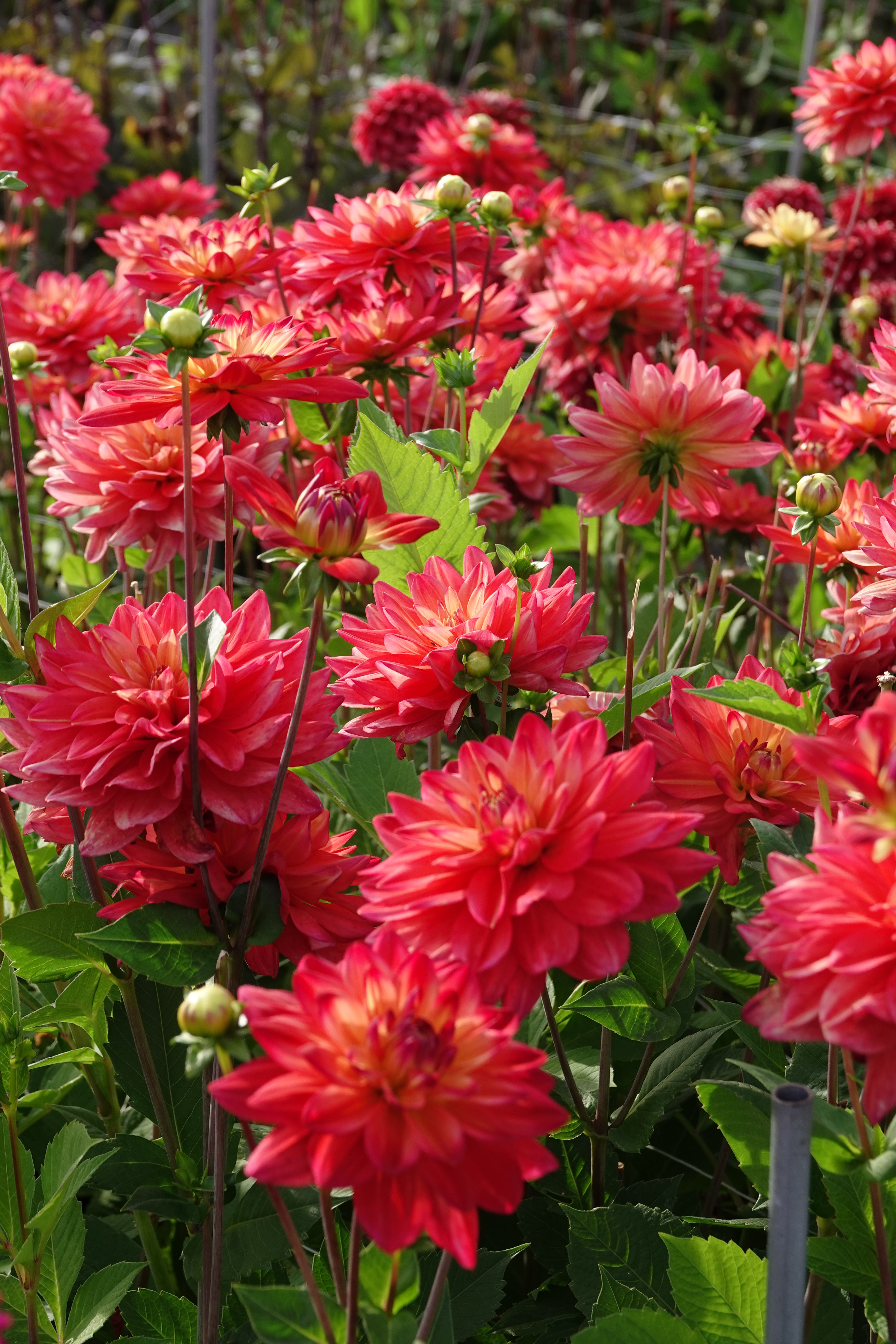 Dahlia Red Silence