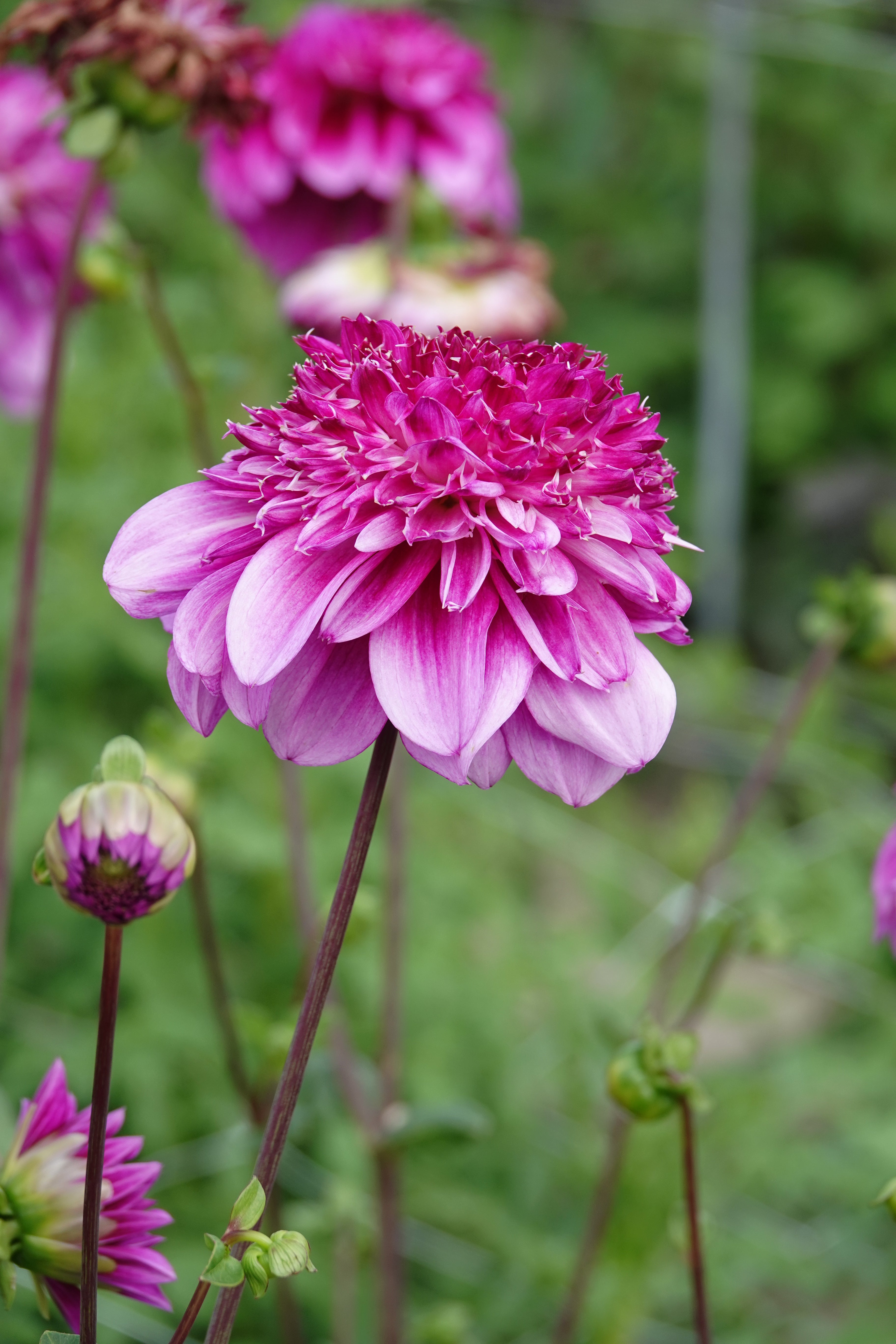 Dahlia Richards Fortune