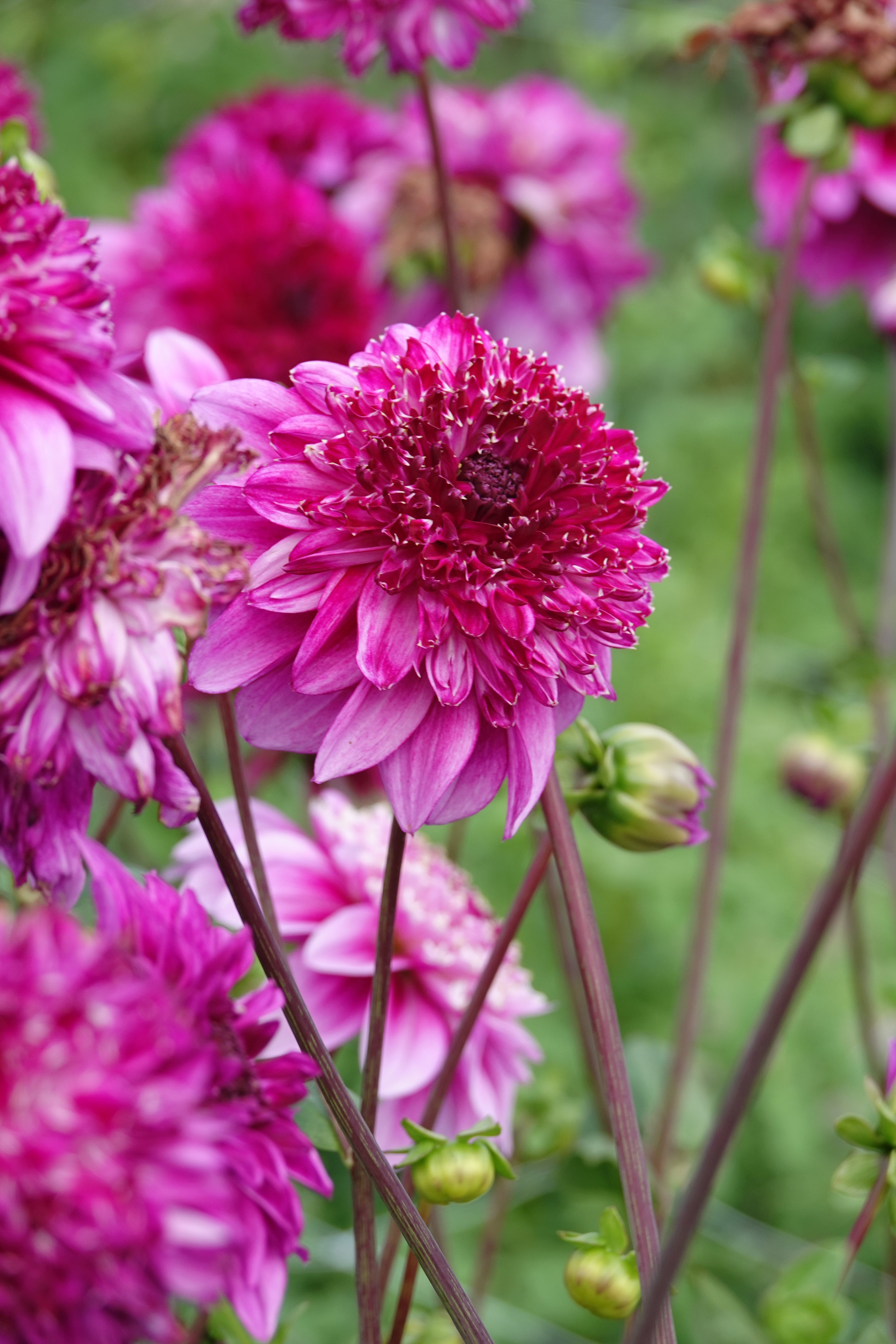 Dahlia Richards Fortune