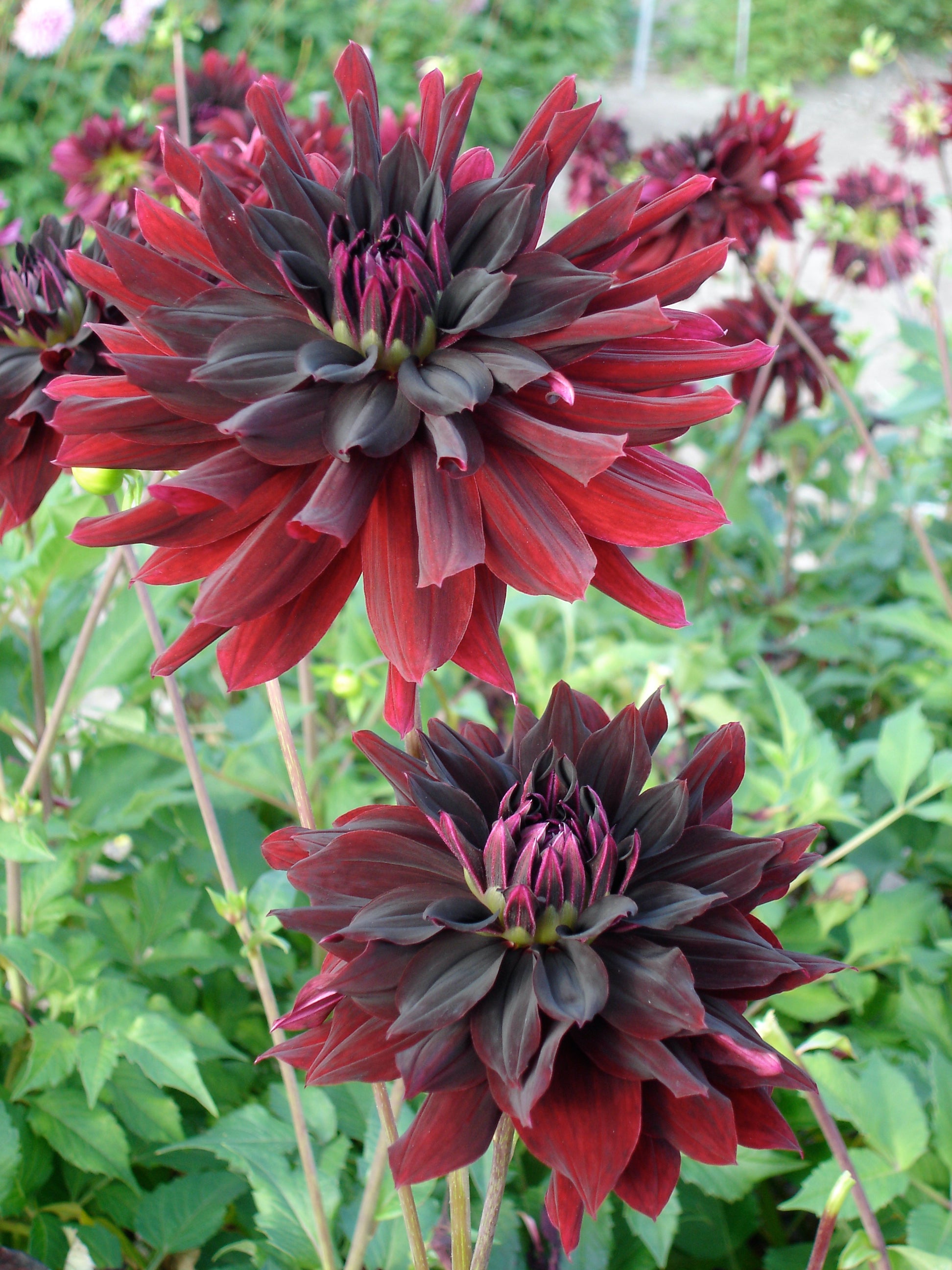 Dahlia Rip City