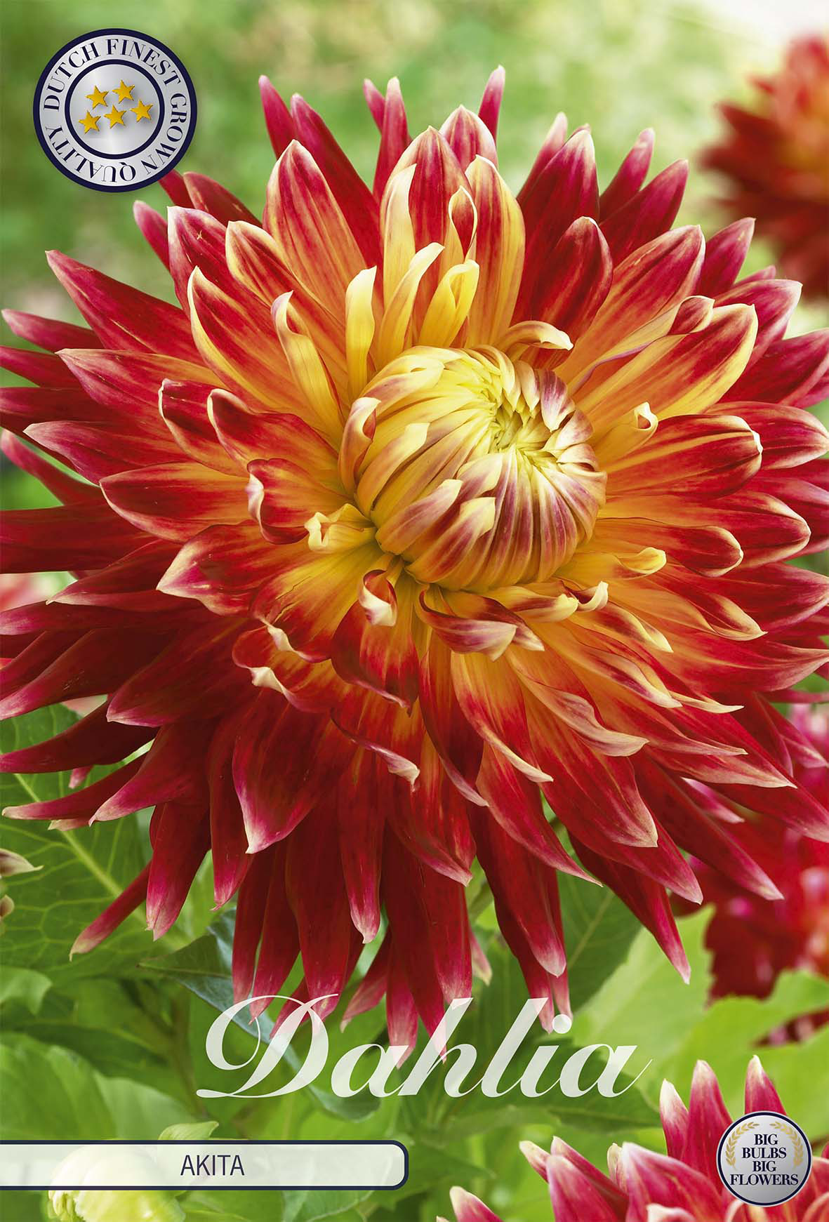 Dahlia Akita