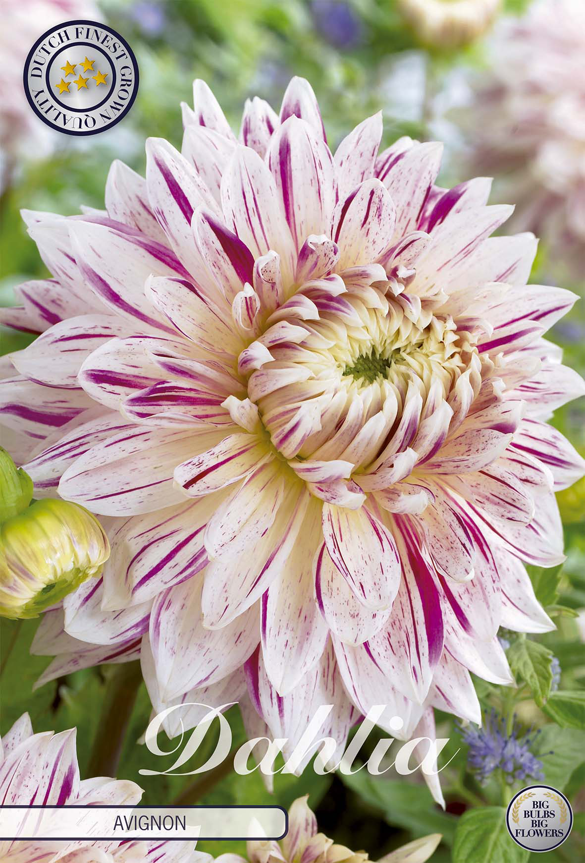 Dahlia Avignon