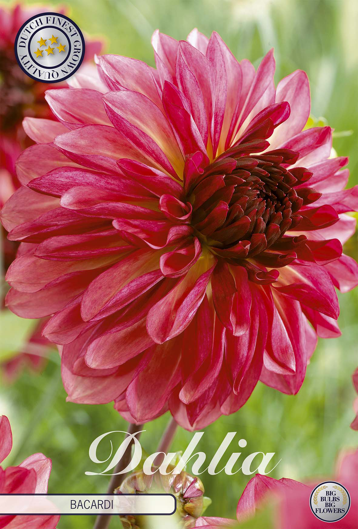 Dahlia Bacardi