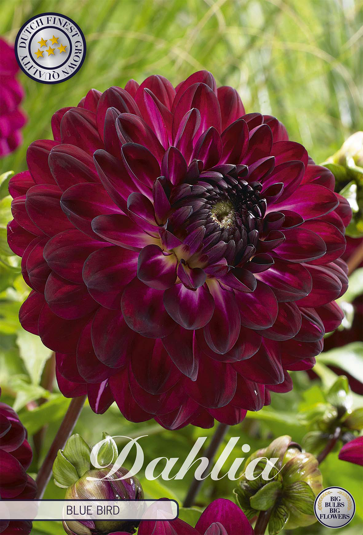 Dahlia Blue Bird