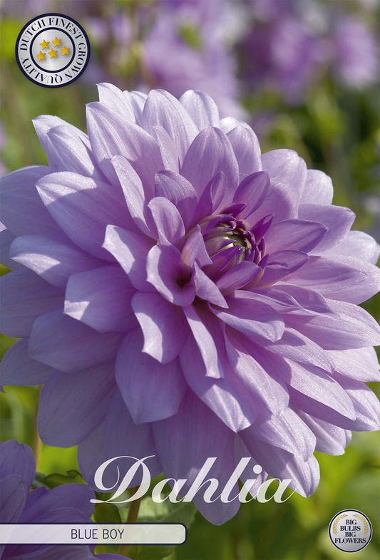 Dahlia Blue Boy