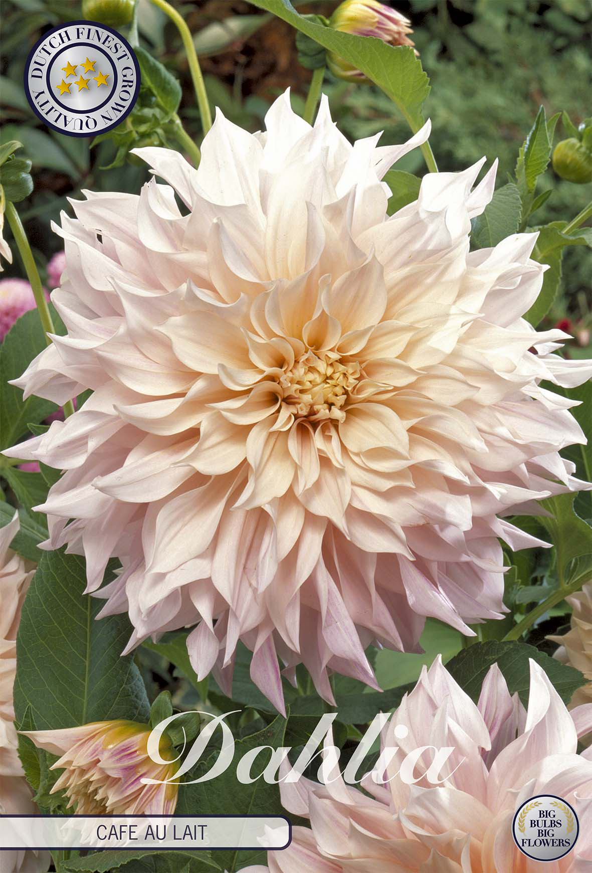 Dahlia Cafe au Lait