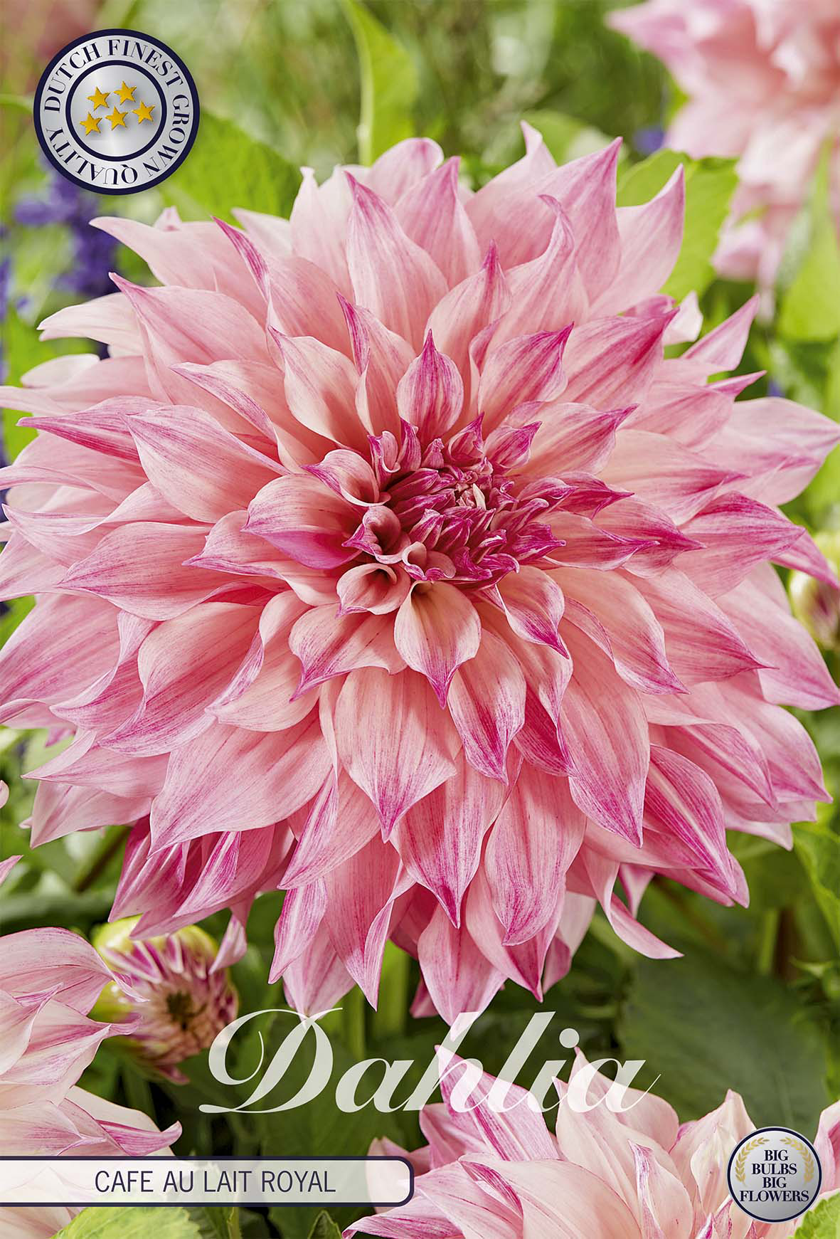 Dahlia Cafe au Lait Royal