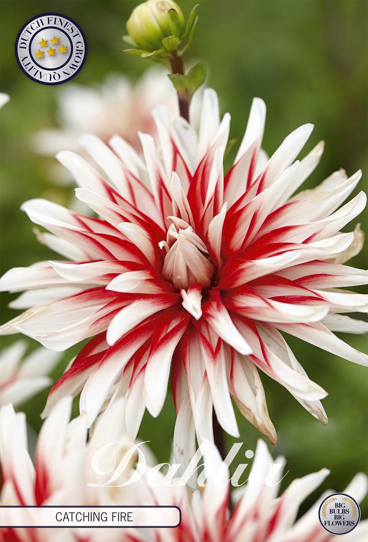 Dahlia Catching Fire