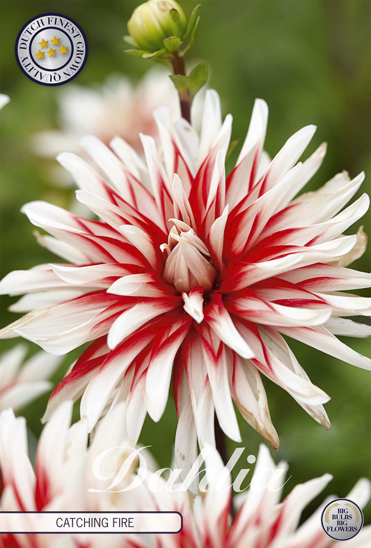 Dahlia Catching Fire