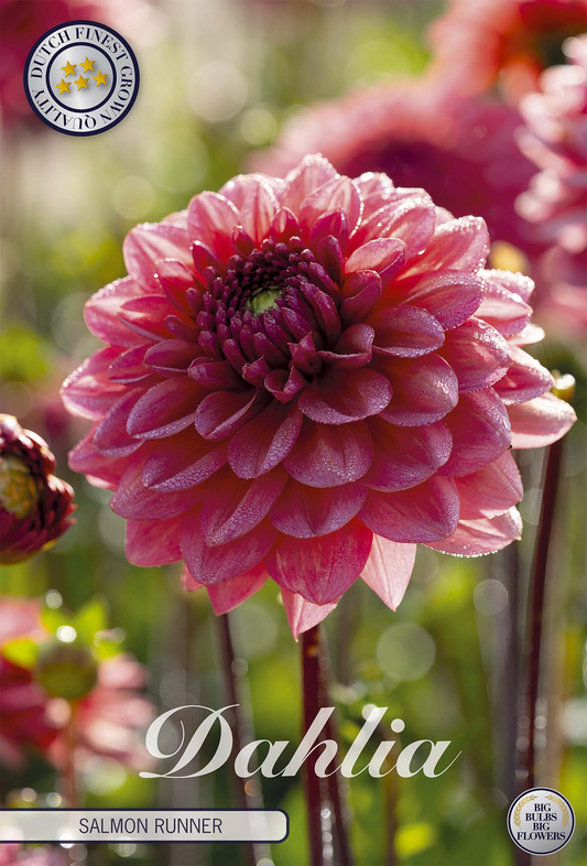 Dahlia Salmon Runner