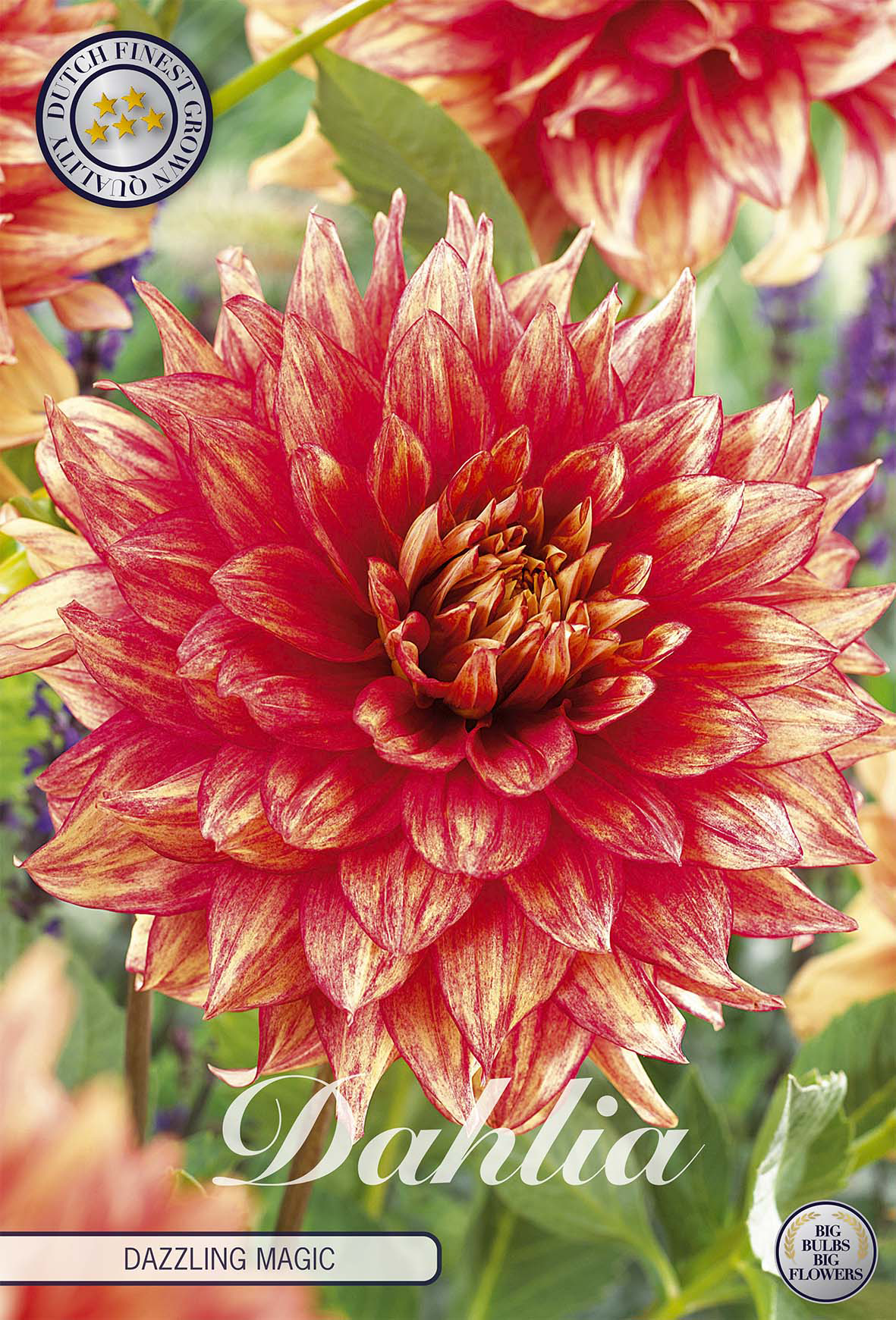 Dahlia Dazzling Magic