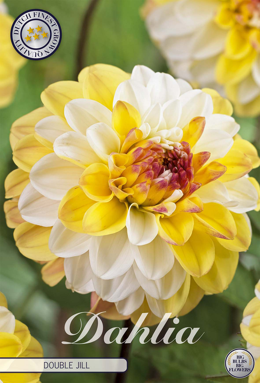 Dahlia Double Jill
