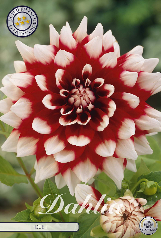 Dahlia Duet