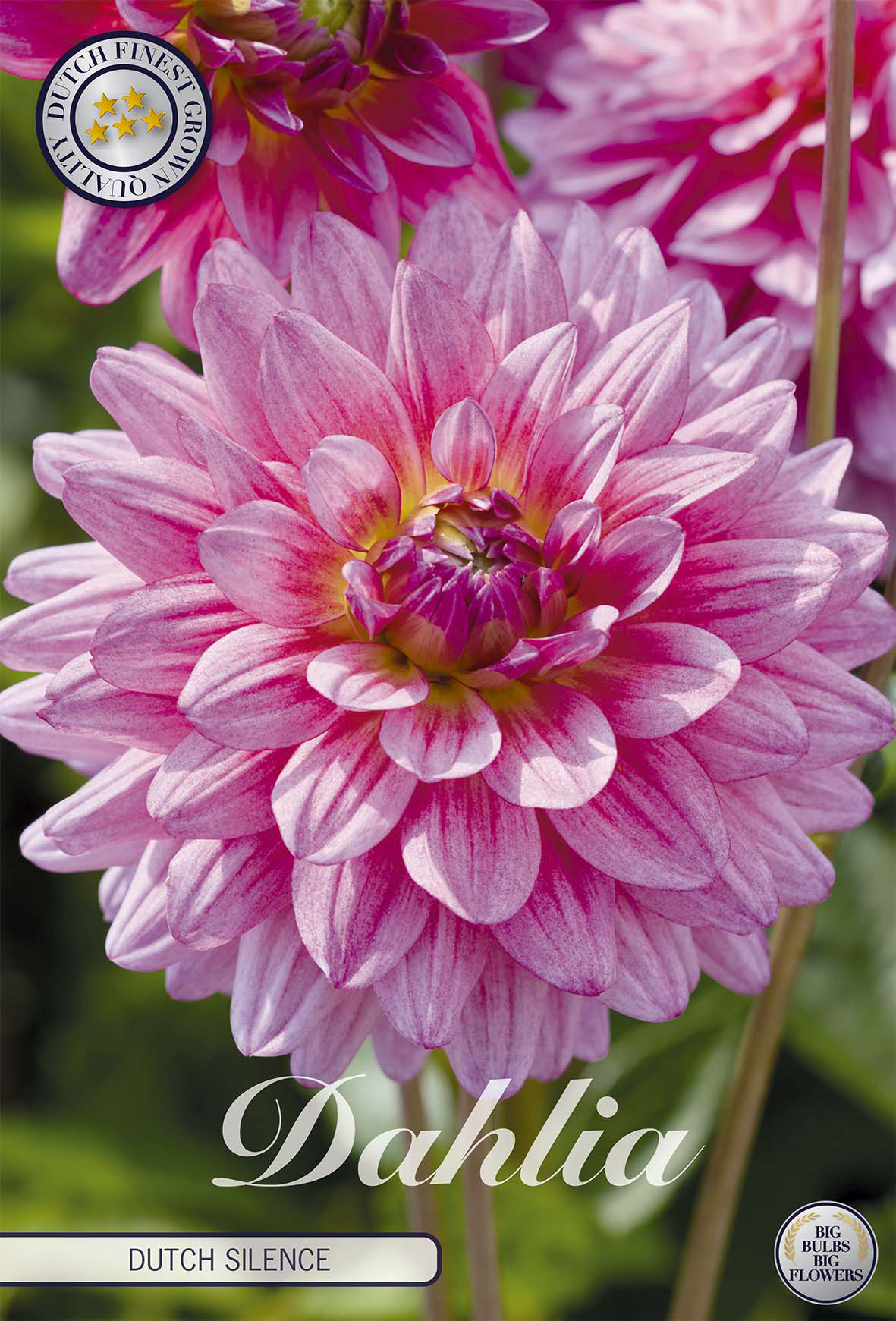 Dahlia Dutch Silence
