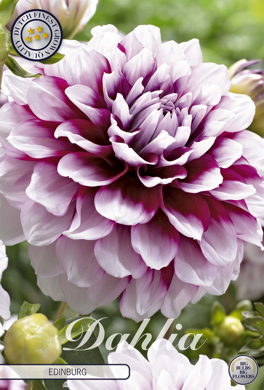 Dahlia Edinburg