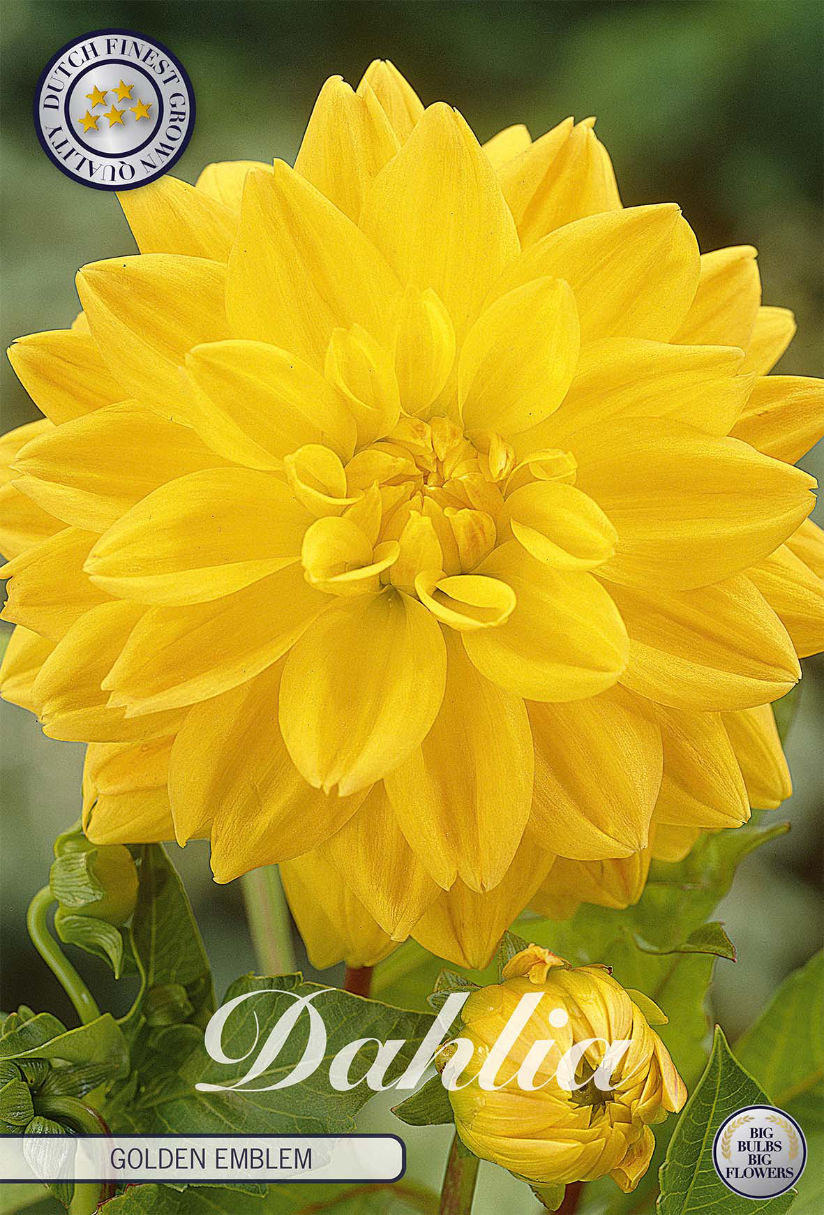 Dahlia Golden Emblem