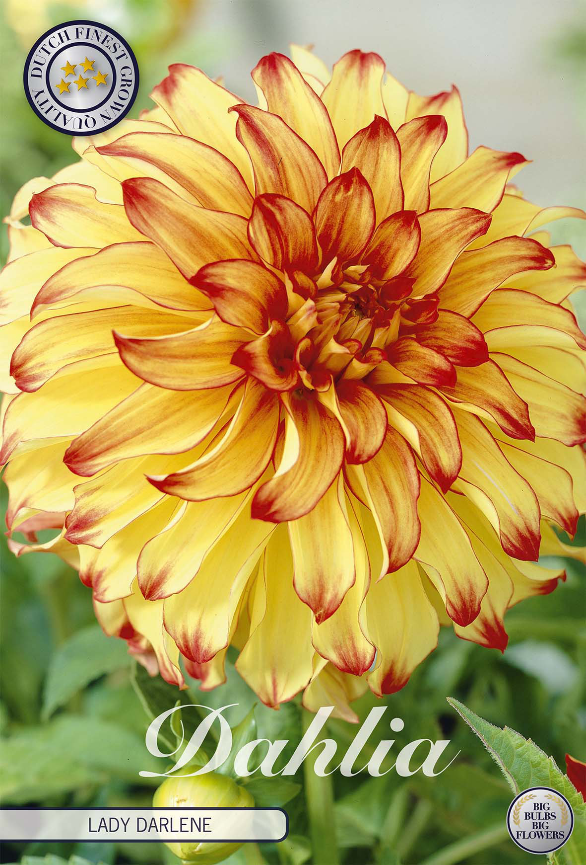 Dahlia Lady Darlene