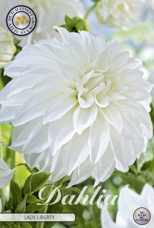 Dahlia Lady Liberty