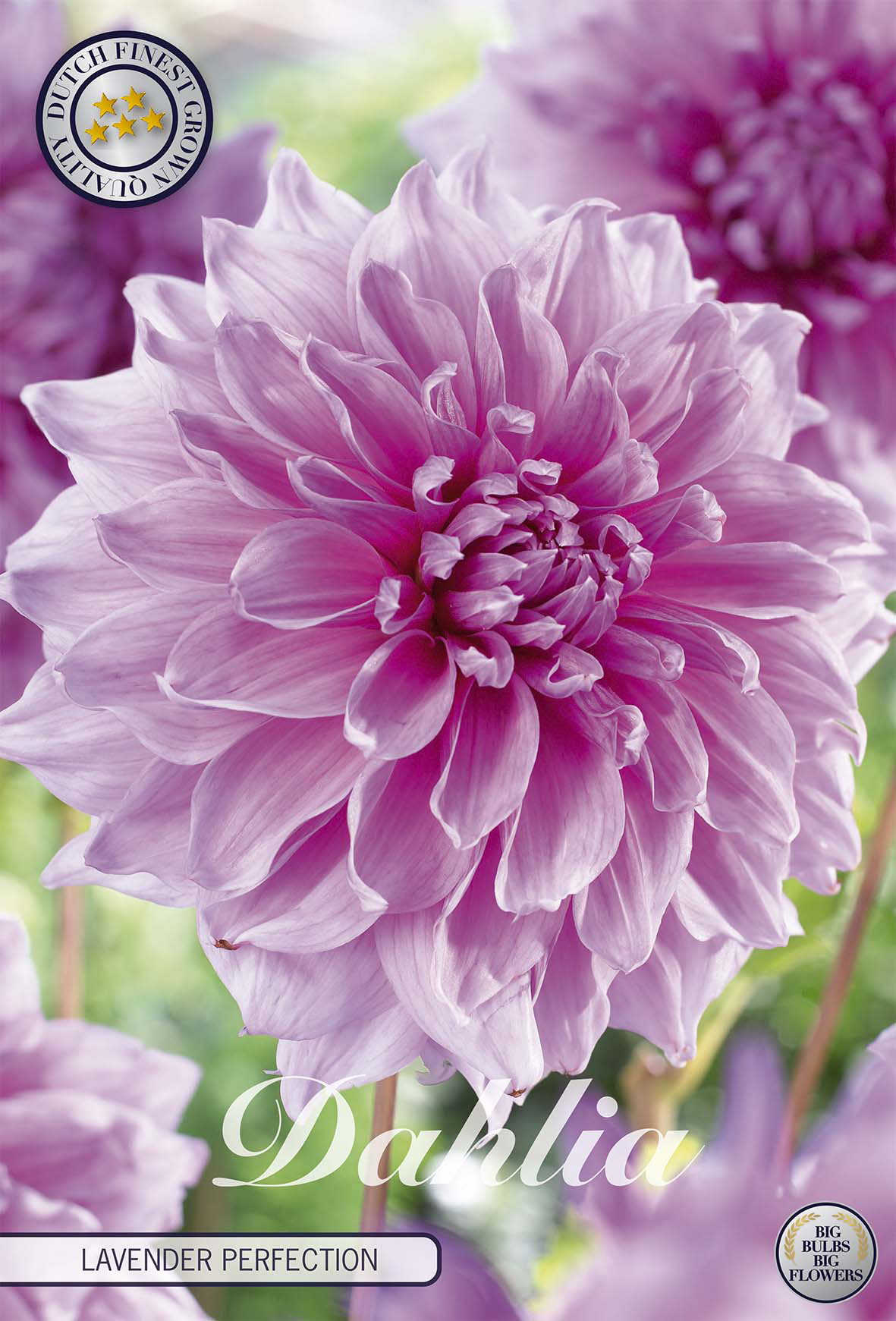 Dahlia Lavender Perfection