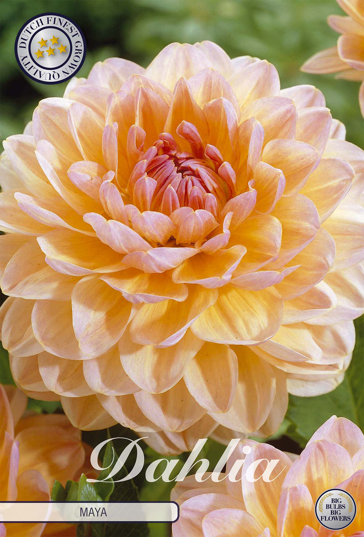 Dahlia Maya
