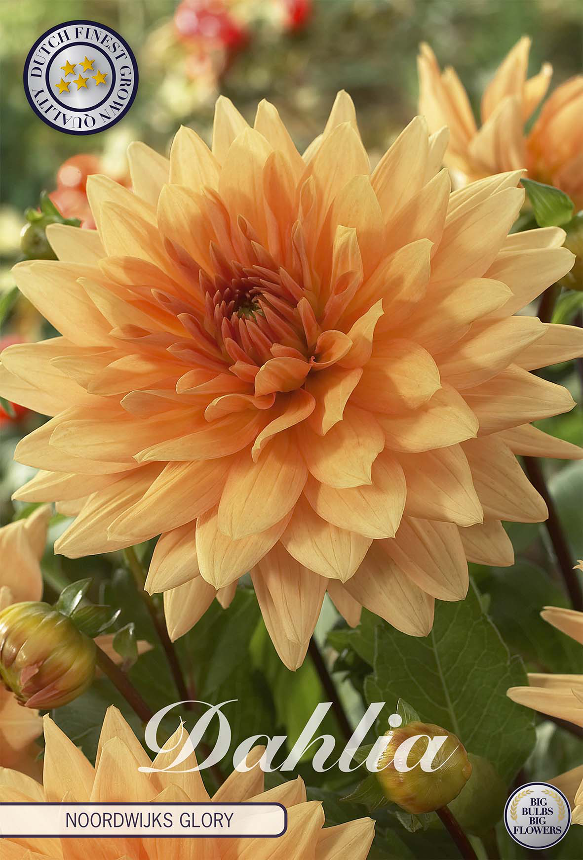 Dahlia Noordwijks Glory